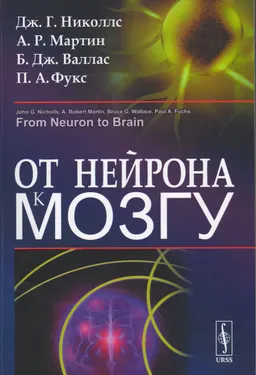 От нейрона к мозгу